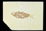 Fossil Fish (Knightia) - Wyoming #148601-1